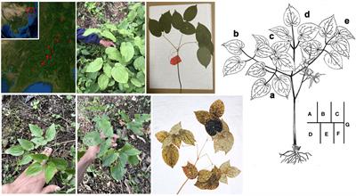 DNA barcoding and comparative RNA-Seq analysis provide new insights into leaf formation using a novel resource of high-yielding Epimedium koreanum